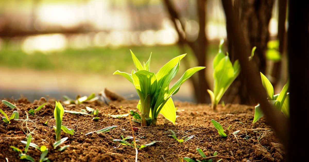 Best Nature's Garden Setup for Your Outdoor Retreat