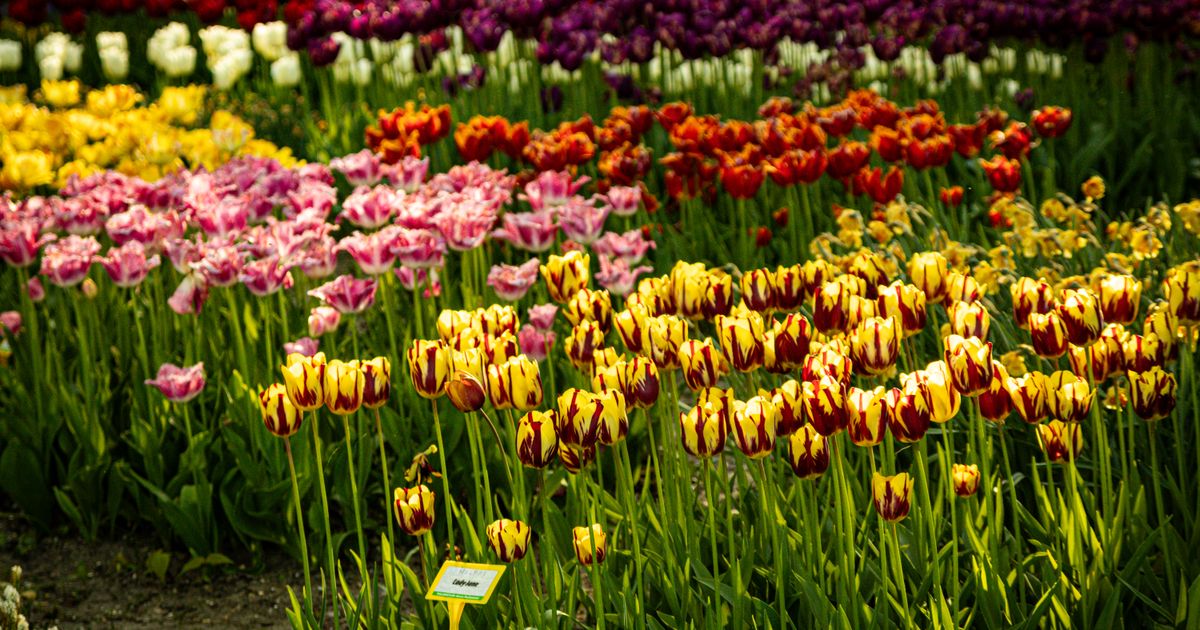 Spring Garden Ideas: Design & Setup Guide for 2026