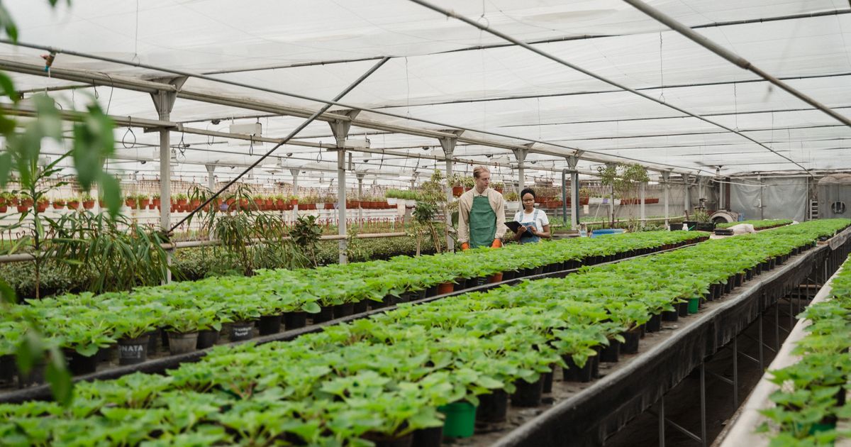 Best Greenhouses for Year-Round Gardening That Deliver Results