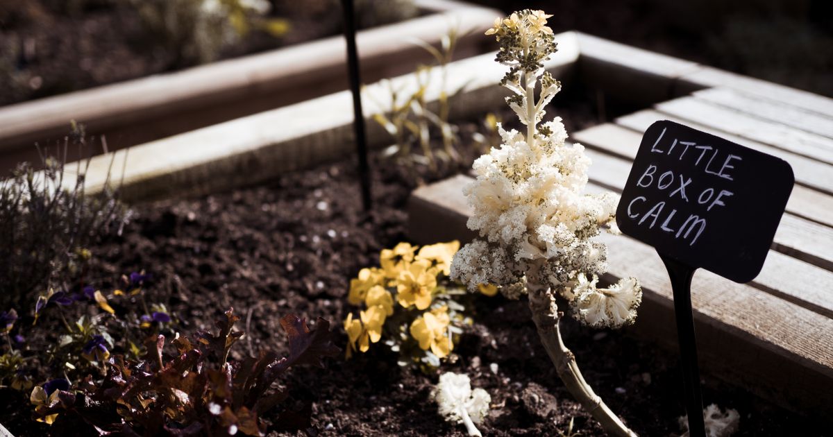 Best Raised Garden Bed Ideas for Your Backyard Oasis